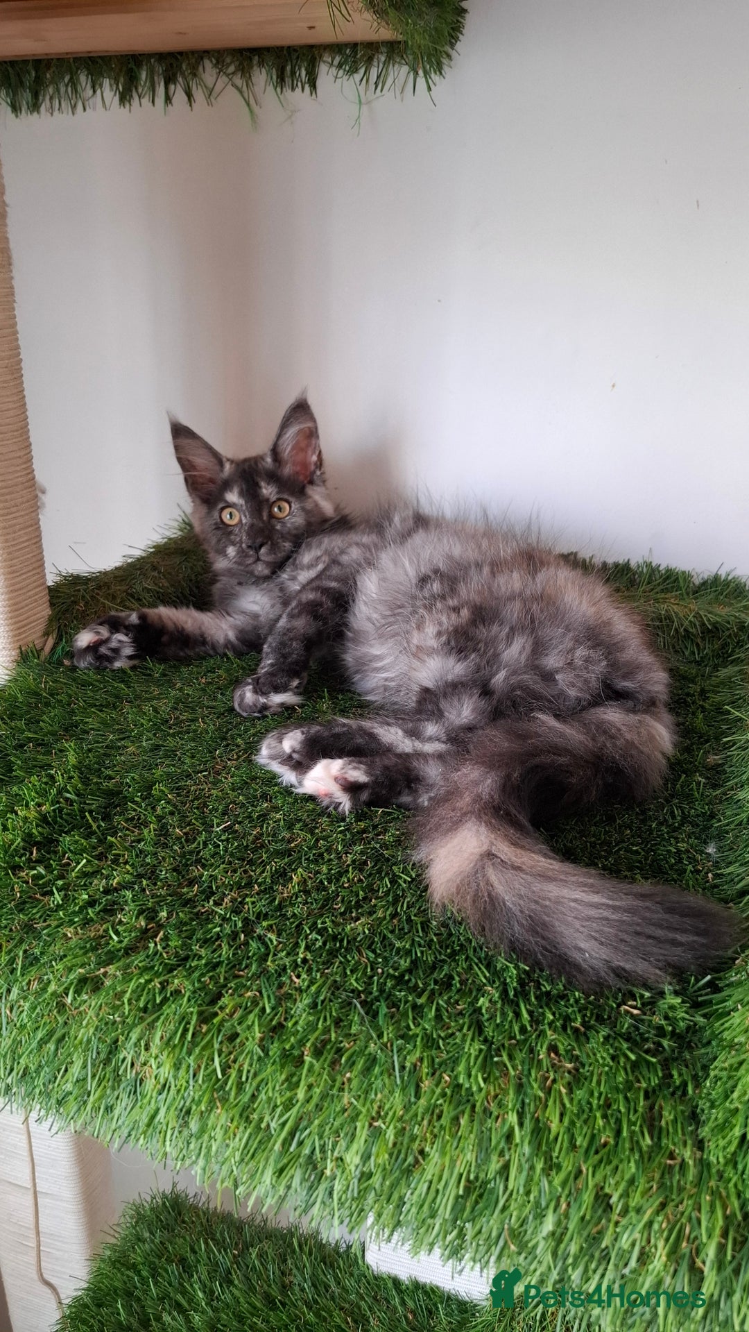 Maine Coon cats for sale: Pedigree Maine Coon kittens  - Image 23