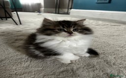 Persian cats for sale: Persian Kittens Looking for Loving Homes - Advert 7