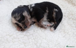 Sheepadoodle dogs for sale: Mini Sheepadoodle the wait is over!  - Image 7