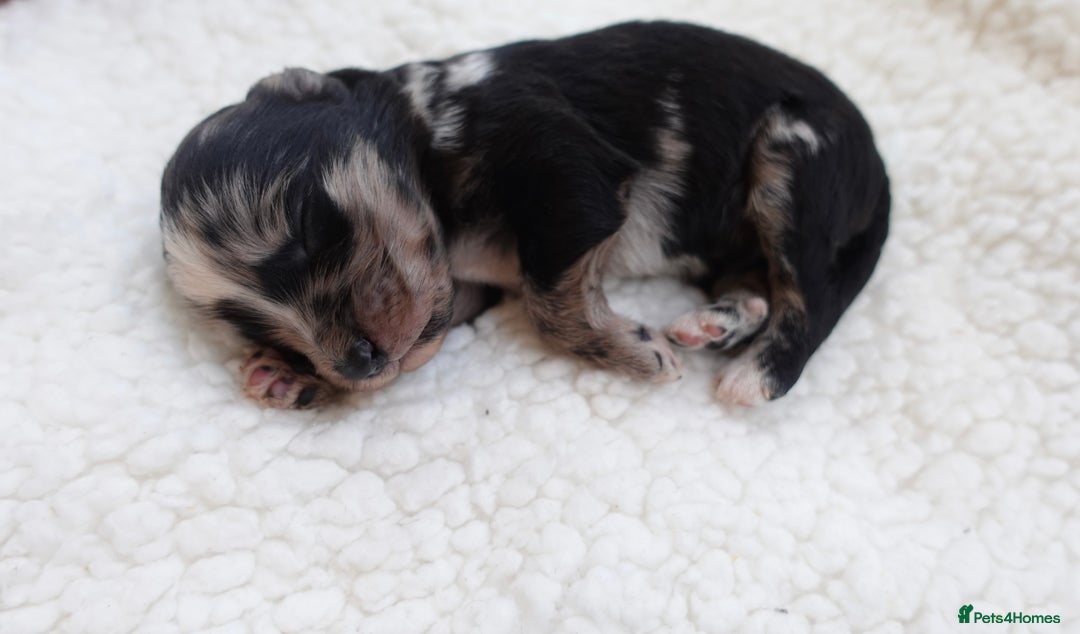 Sheepadoodle dogs for sale: Mini Sheepadoodle the wait is over!  - Image 7