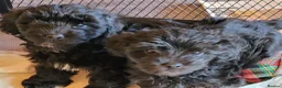 Yorkiepoo dogs for sale:  YORKIEPOOS PUPPIES  FROM LICENSED BREEDER.  - Advert 3