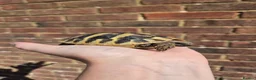 Hermann Tortoise reptiles for sale: Hermanns Tortoise & Set Up in Salisbury - Advert 4