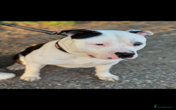 American Bully dogs for sale: Beautiful American Bully - Image 5