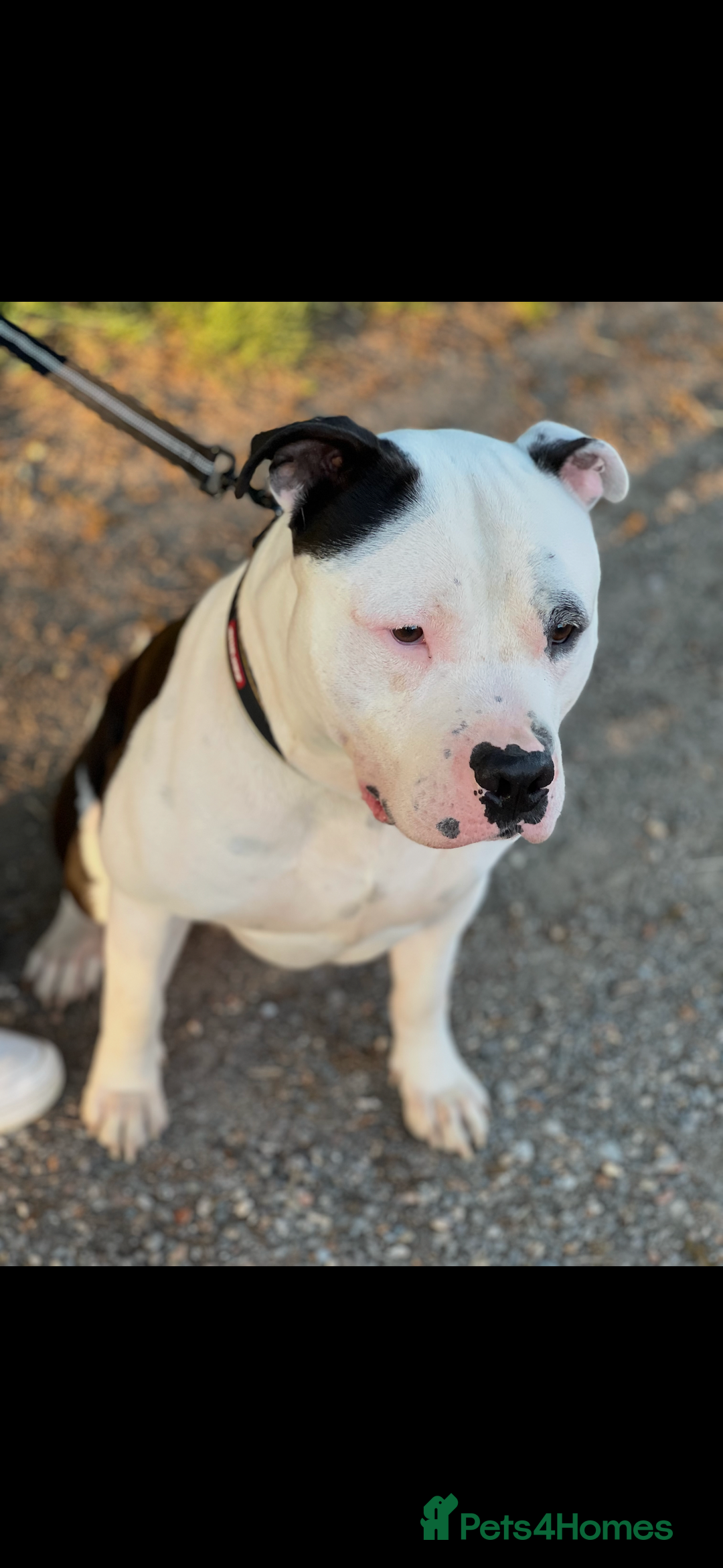 American Bully dogs for sale: Beautiful American Bully - Image 5