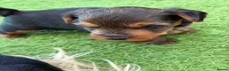 Yorkshire Terrier dogs for sale: Yorkshire Terrier  in Colchester - Advert 33