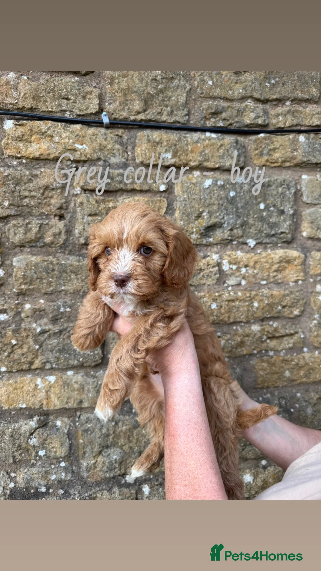 Cavapoo dogs for sale: Ready to go now! Cavapoo puppies🩷💙 - Advert 2