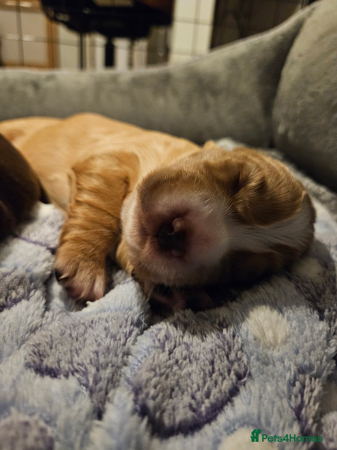 Cocker Spaniel dogs for sale: KC Working Cocker Spaniel Puppies - Advert 26