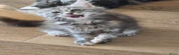 Maine Coon cats for sale: Maine coon kittens Ready Now - Advert 11