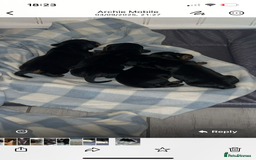Dachshund dogs for sale: Dachshund pups  - Image 3