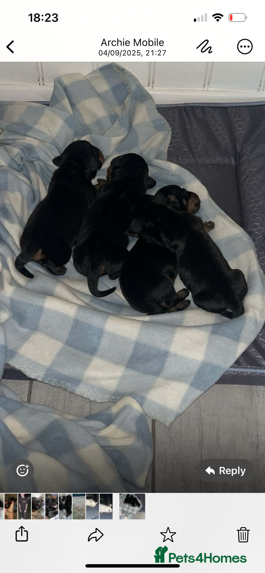 Dachshund dogs for sale: Dachshund pups  - Image 3