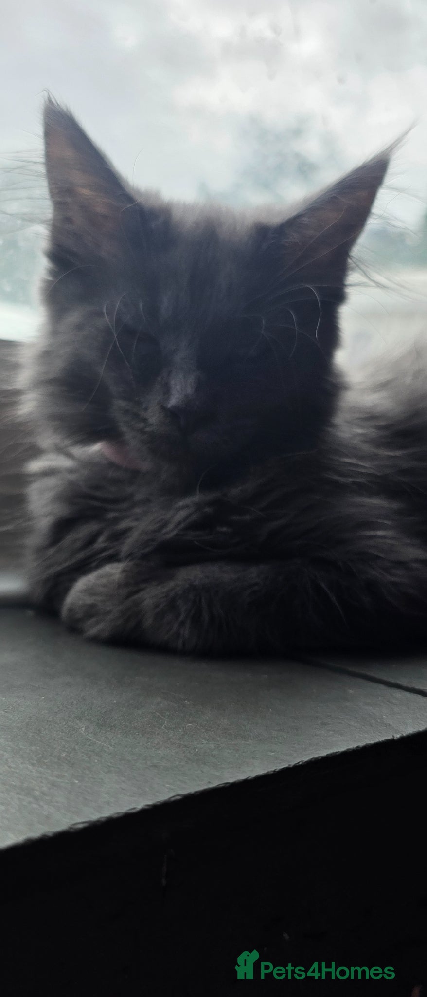 Maine Coon cats for sale: Maine coon Blue smoke kittens Sapphire Skies  - Advert 3