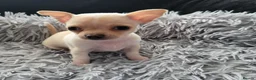 Chihuahua dogs for sale: 3 beautiful smooth coat chihuahuas KC registered. - Advert 11