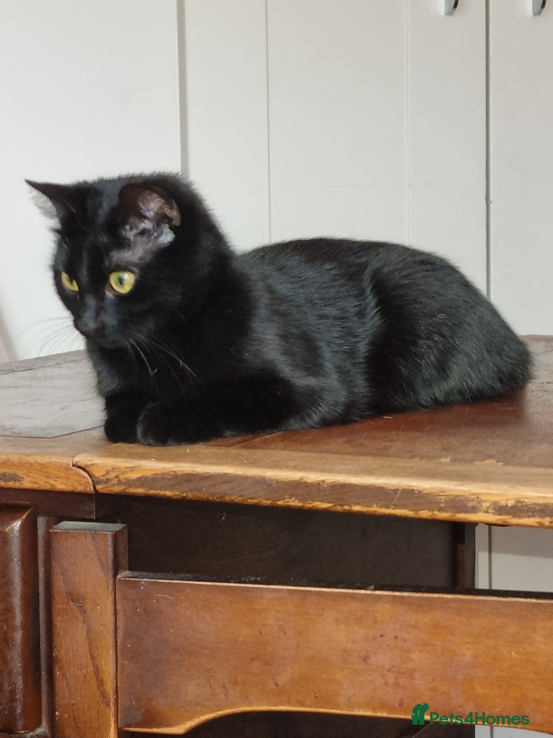 Mixed Breed cats for sale: 3 mixed breed kittens available  - Advert 2