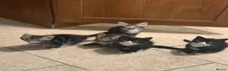 Mixed Breed cats for sale: Adorable Kittens Ready for Their Forever Homes🐾 - Advert 5