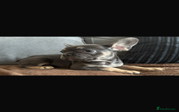 French Bulldog dogs for sale: LAST 2 REMAINING Beautiful French Bulldog Pups in Waltham Cross - Image 18