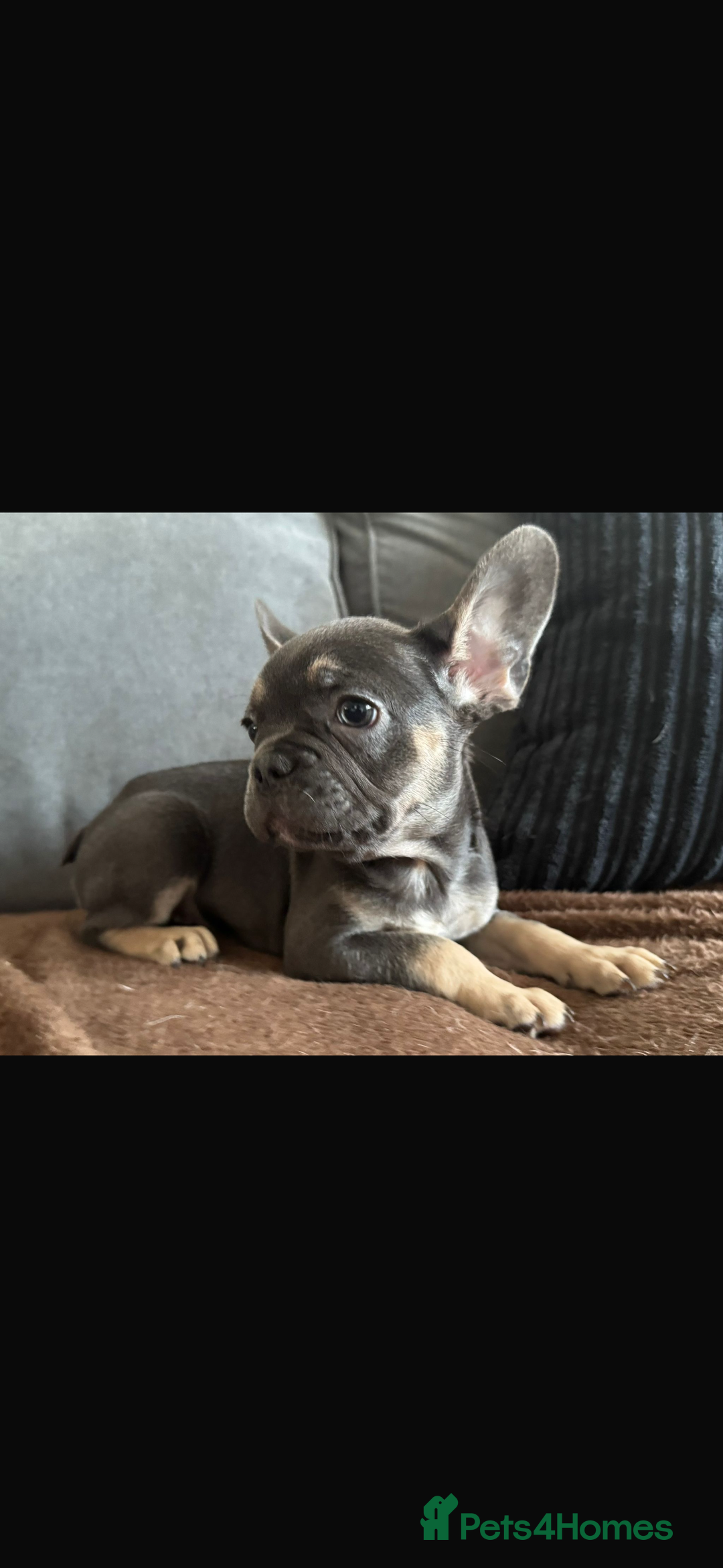 French Bulldog dogs for sale: LAST 2 REMAINING Beautiful French Bulldog Pups in Waltham Cross - Image 18