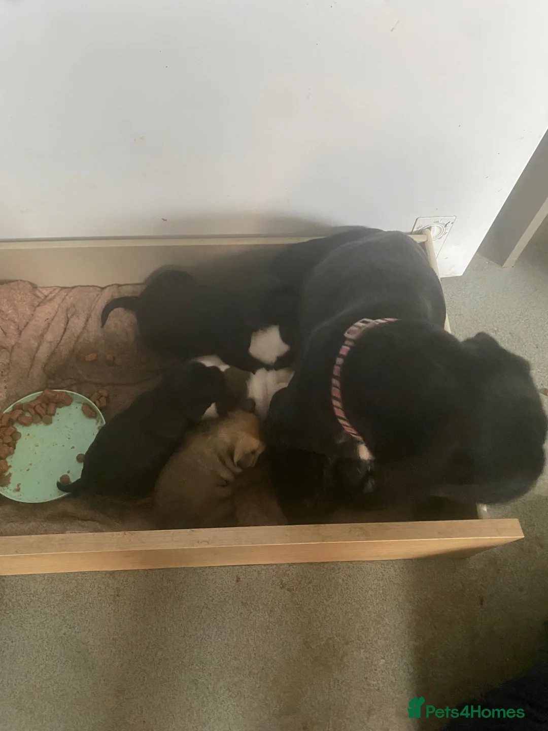 Jug dogs for sale: 6 jug puppies available  - Advert 5