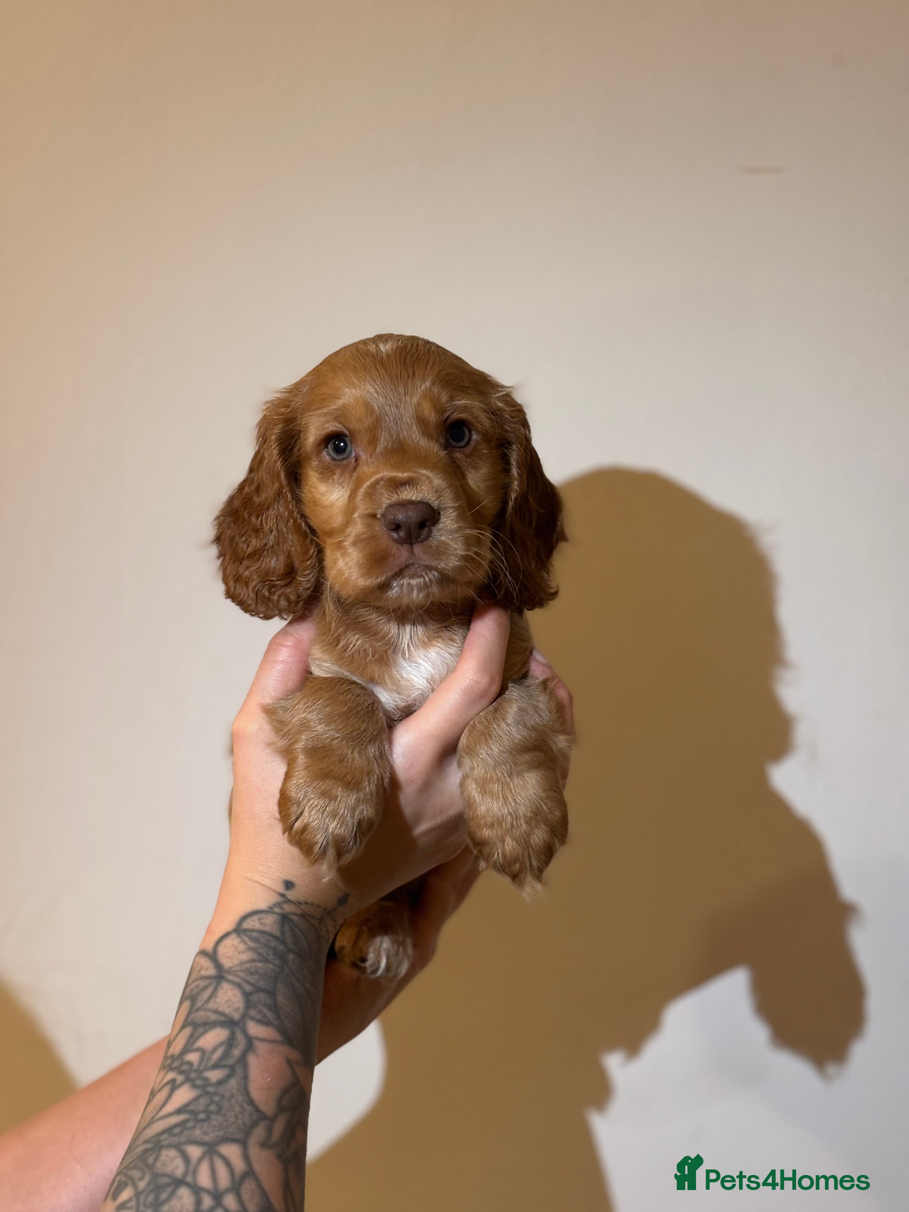 Cocker Spaniel dogs READY NOW  Show Cocker SpanielS 🐾  - Advert 6