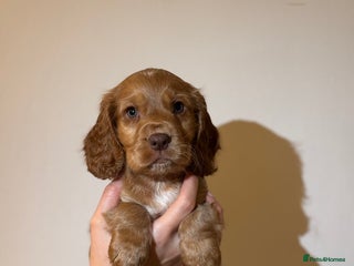 Cocker Spaniel dogs READY NOW Show Cocker SpanielS 🐾 - Advert 2