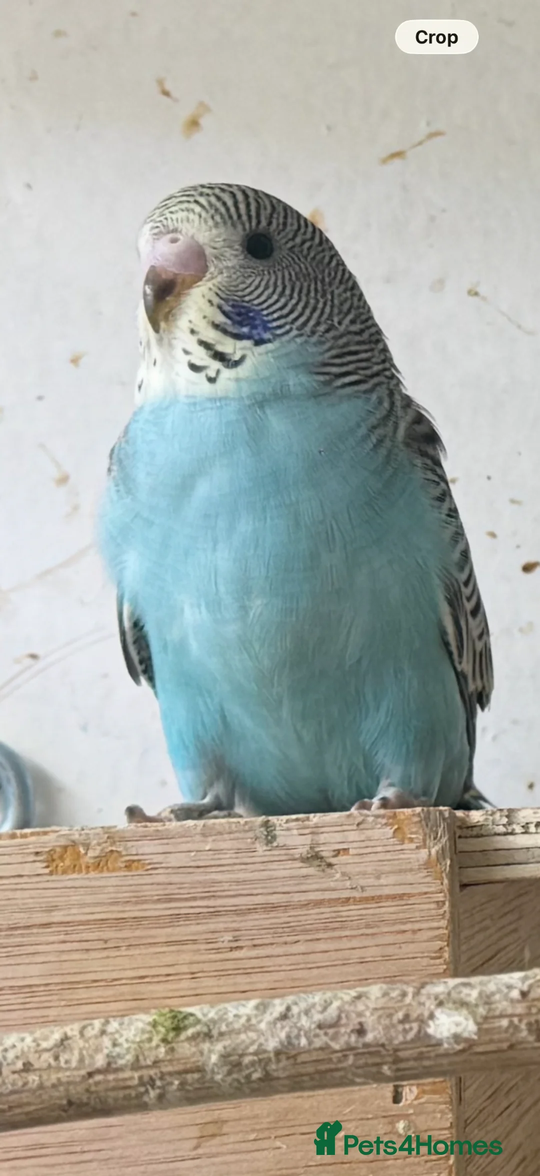 Budgerigars birds for sale: Budgies in London - Advert 1