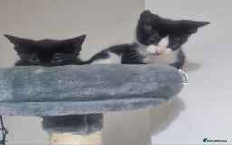 Domestic Shorthair cats for sale: Kittens - Image 8