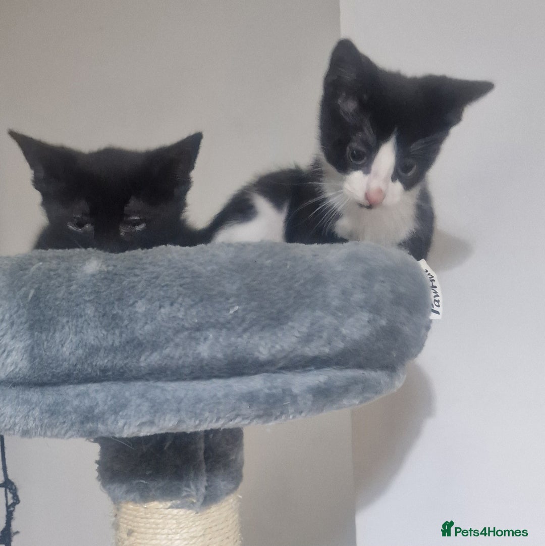 Domestic Shorthair cats for sale: Kittens - Image 8