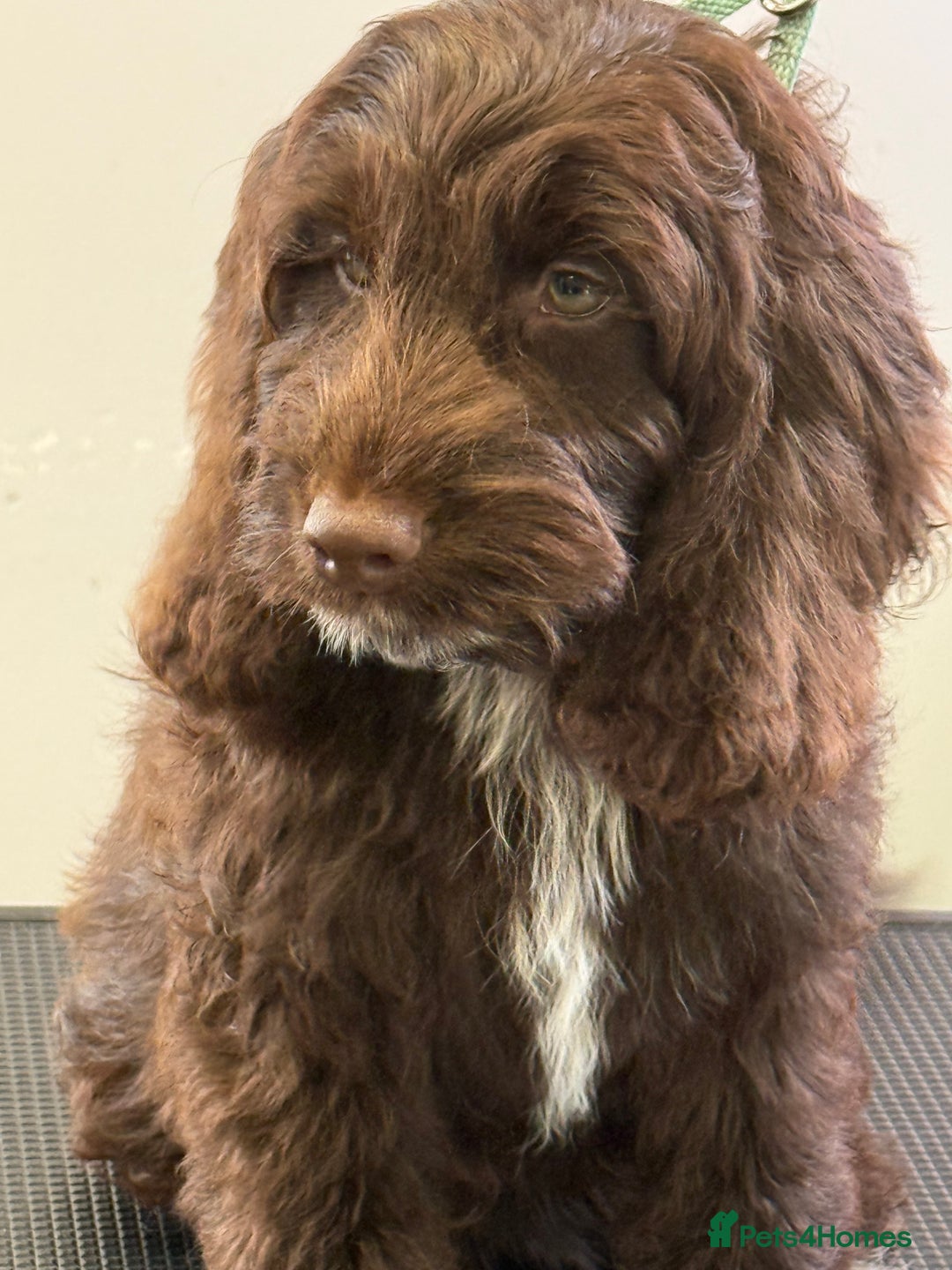 Cockapoo dogs for sale: F1 Show Cockapoo’s - Image 5