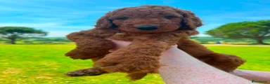 Bernedoodle 2