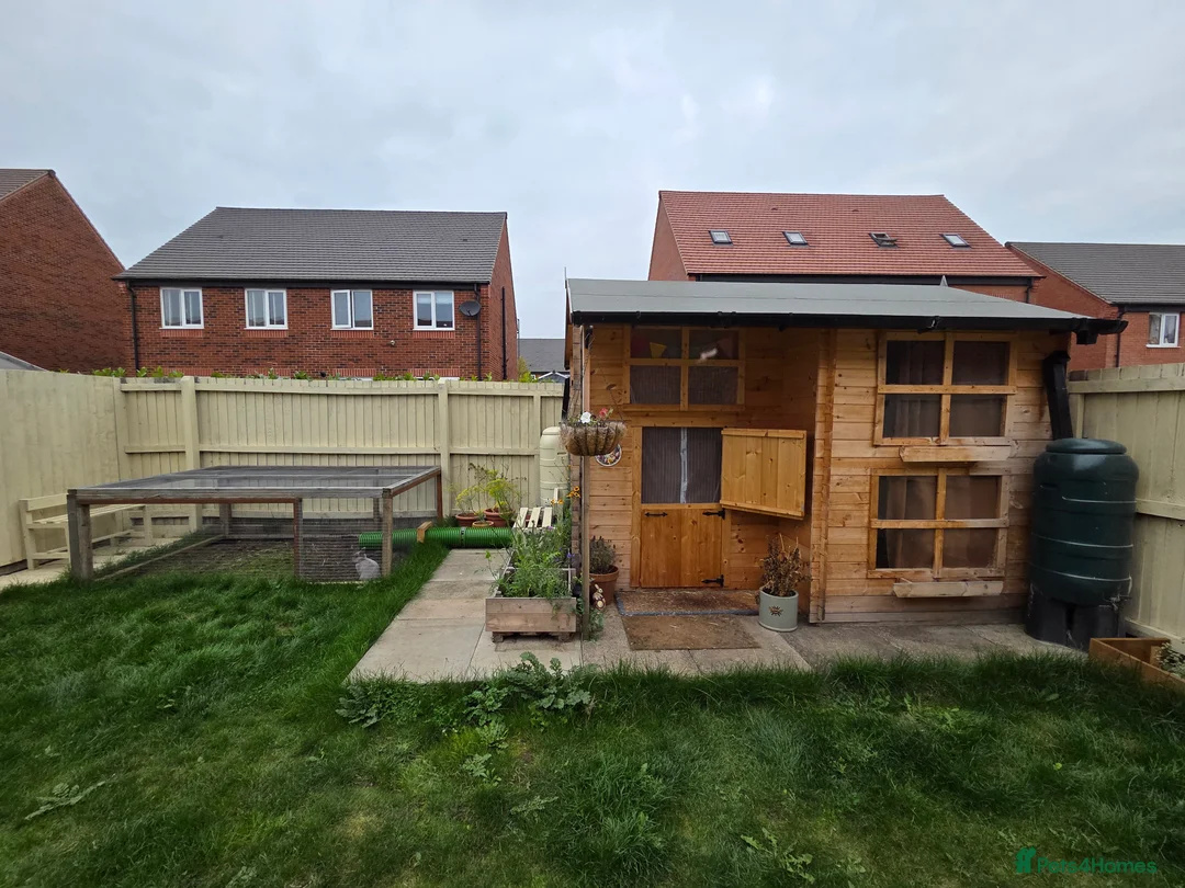 Lionhead rabbits for sale: 2 female spayed rabbits - Advert 21