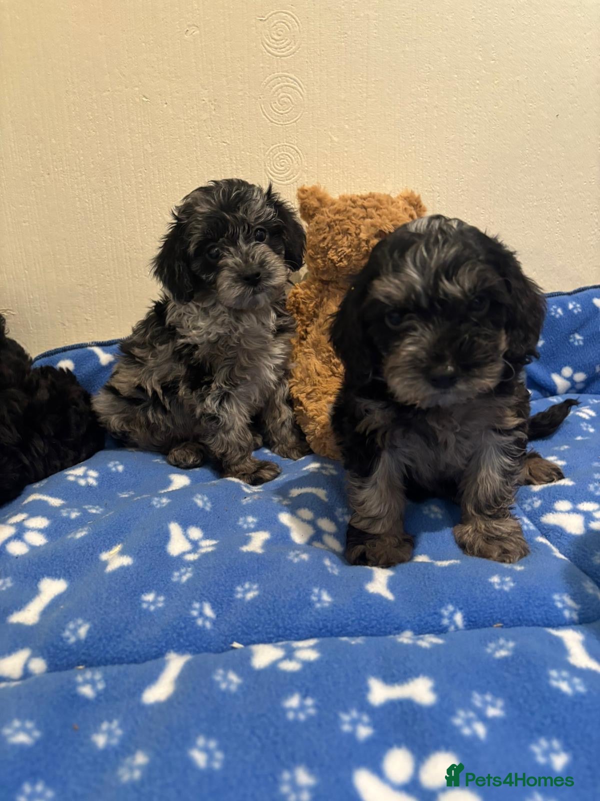 Cavapoo dogs Health tested Cavapoo puppies  - Advert 16