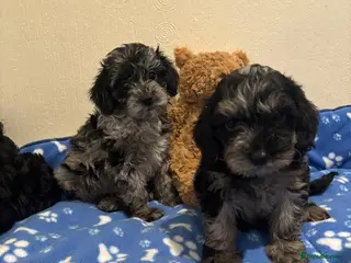 Cavapoo dogs Health tested Cavapoo puppies - Advert 12