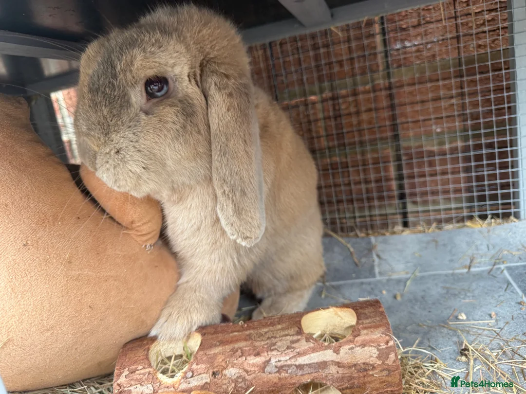 Mini Lop rabbits for sale: Mini Lop boy  in Derby - Advert 2