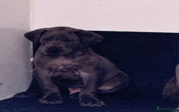 Great Dane dogs for sale: Great Dane puppies looking for forever homes  - Image 13