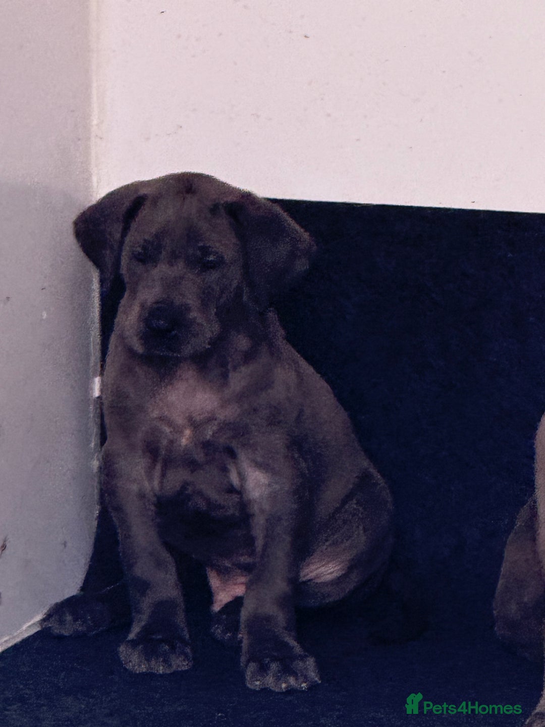 Great Dane dogs for sale: Great Dane puppies looking for forever homes  - Image 13