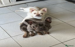 French Bulldog dogs for sale: Blue and tan frenchie  - Image 2