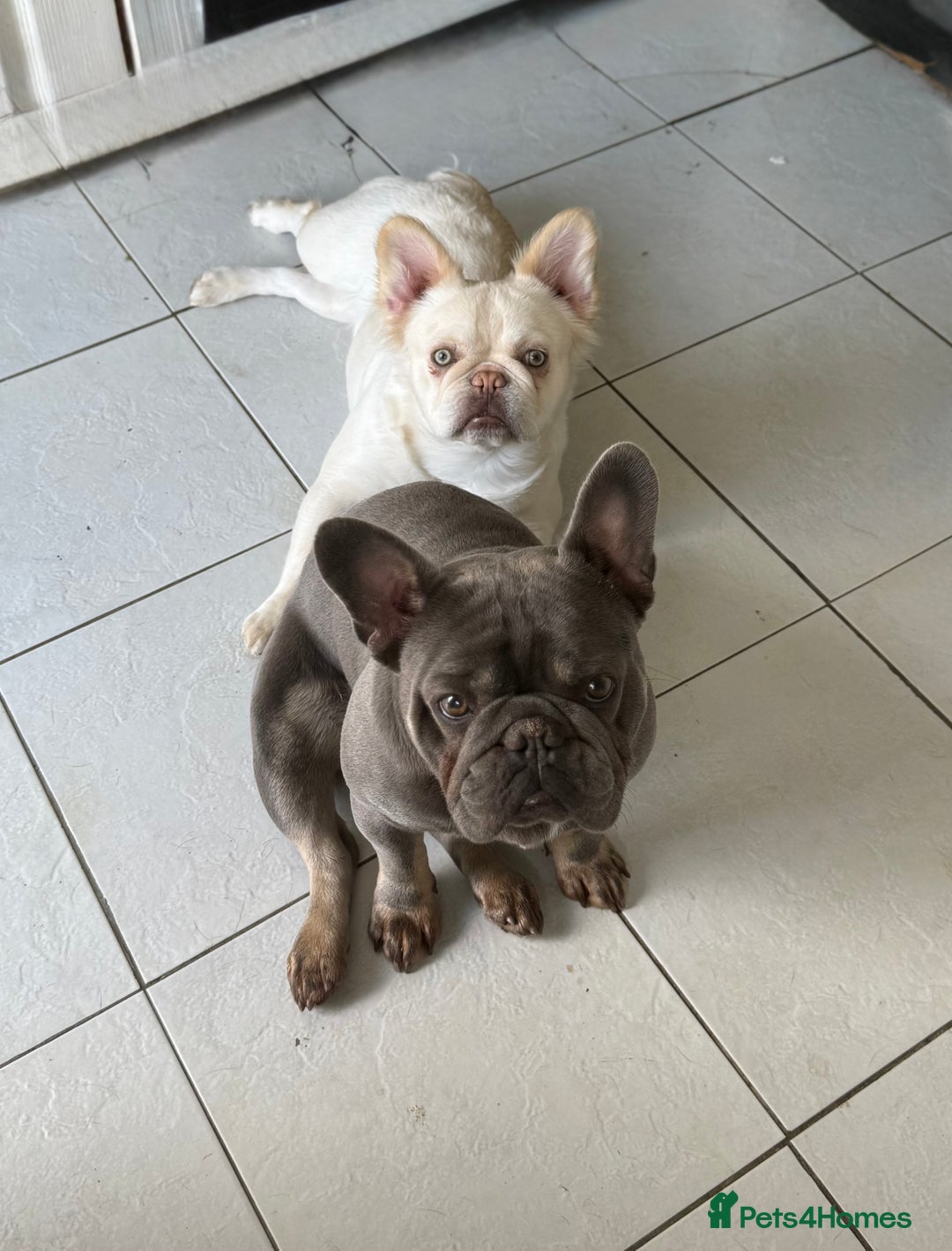 French Bulldog dogs for sale: Blue and tan frenchie  - Image 2