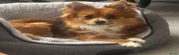 Pomeranian dogs for sale: 🐶Beautiful Pomeranian Puppies 🖤🤍 in London - Advert 7