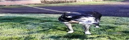 Lurcher dogs for adoption: 🖤 JET – A Gentleman Lurcher for a Forever Sofa 🖤 in Worksop - Advert 12