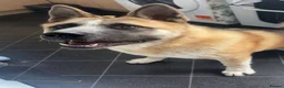 Mixed Breed dogs for sale: Mylo  - Advert 3