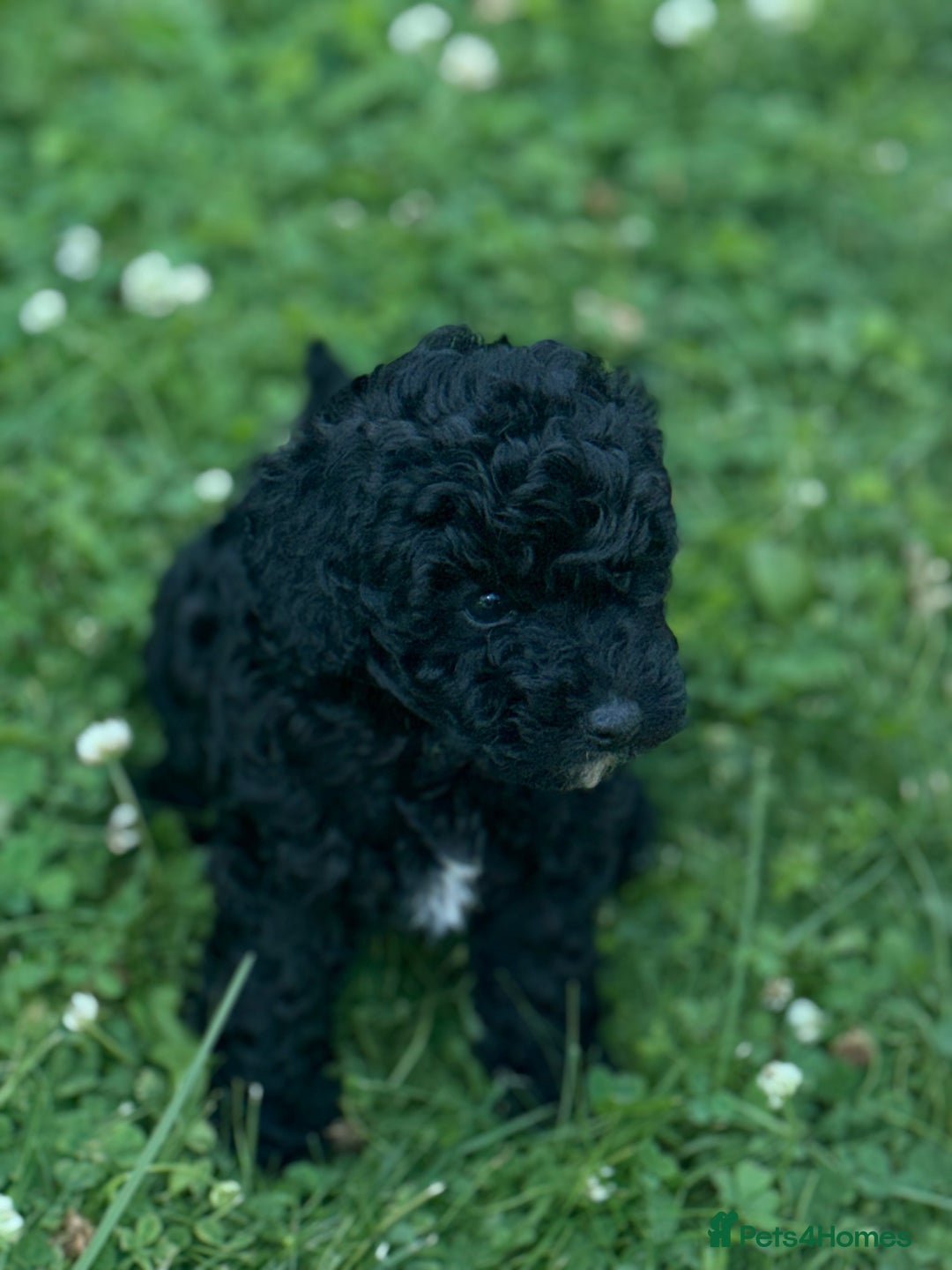 Toy Poodle dogs for sale:  Beautiful Tiny Toy Poodle Puppies  - Image 12