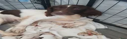 English Springer Spaniel dogs for sale: Springer spaniel - Advert 15