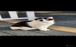 Domestic Shorthair cats for sale: 5 kittens ready for a new home  - Image 19