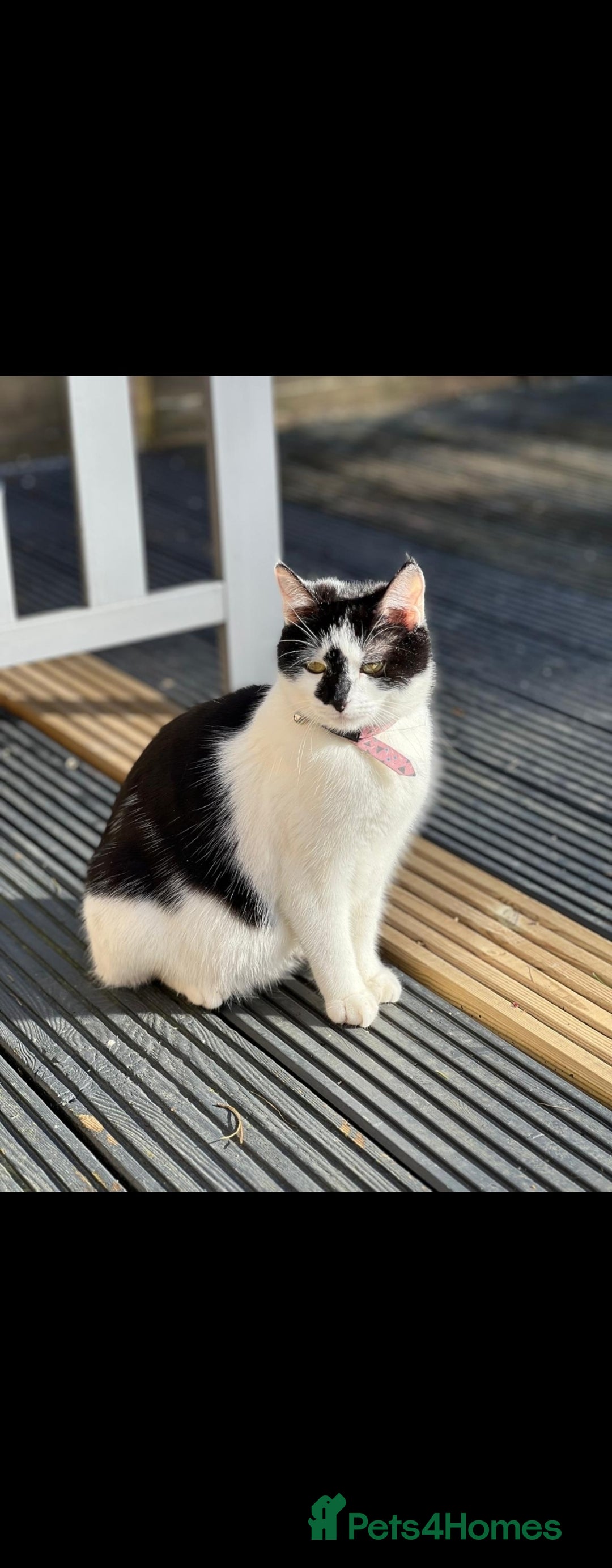 Domestic Shorthair cats for sale: 5 kittens ready for a new home  - Image 19