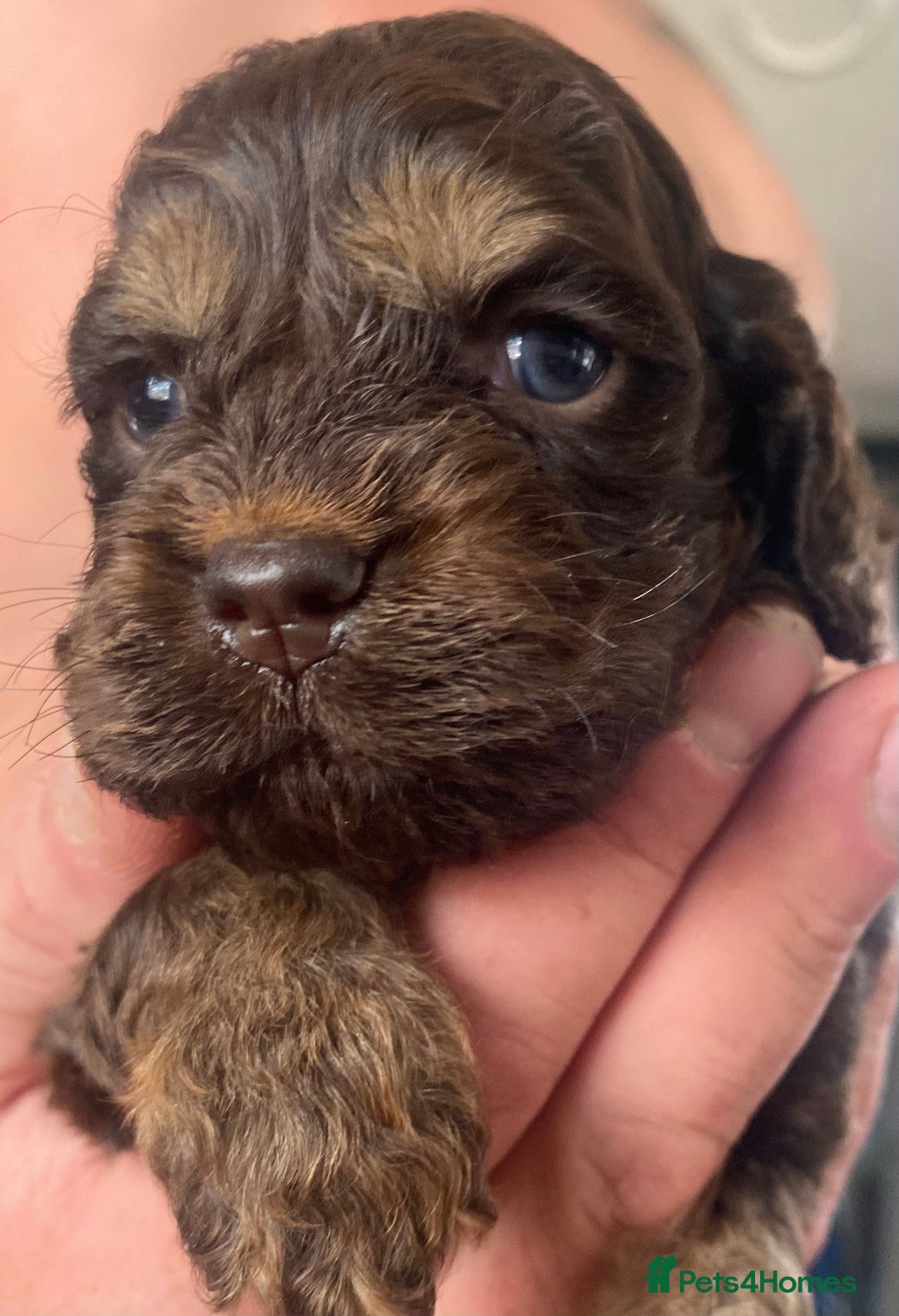 Cockapoo dogs for sale: American cockapoos - Image 1