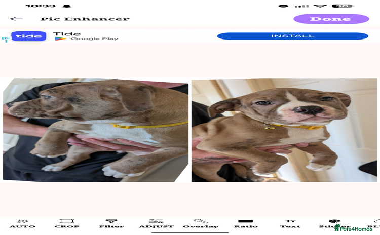 English Bulldog dogs - Advert 4