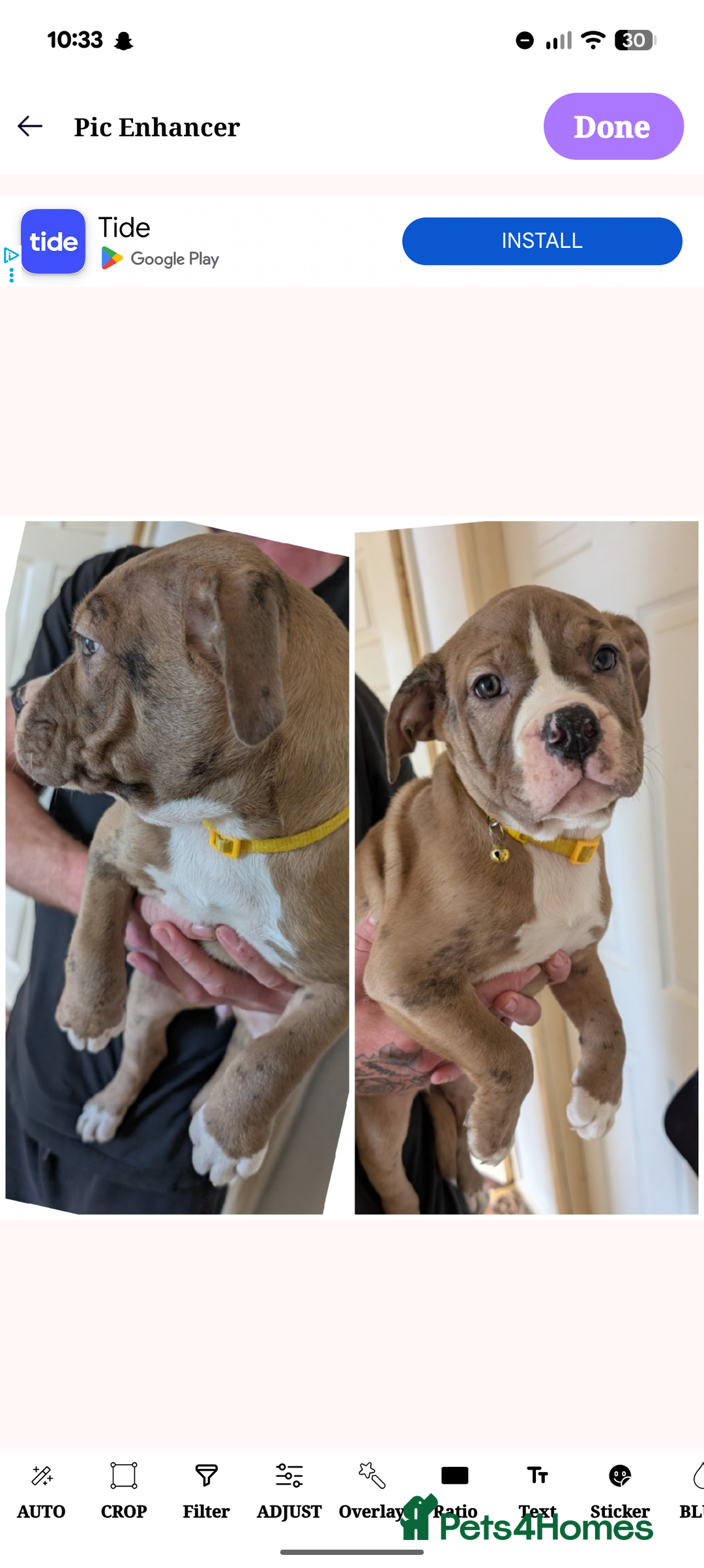 English Bulldog dogs for sale: olde English bulldogs LAST THREE FEMALES. - Image 2
