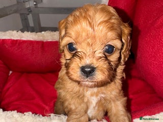 Cavapoo dogs ✨ Adorable Miniature Cavapoo Puppies ✨ - Advert 17