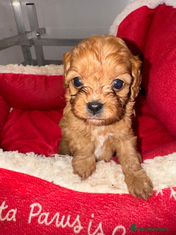 Cavapoo dogs ✨ Adorable Miniature Cavapoo Puppies ✨ - Advert 1
