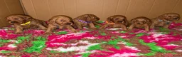 Cockapoo dogs for sale: F1b mini cockapoos - Advert 2