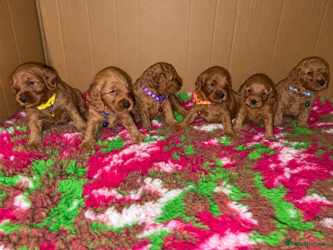 Cockapoo dogs for sale: F1b mini cockapoos - Advert 2